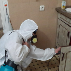 Дезинфекция от муравьев в квартире в Юбилейном